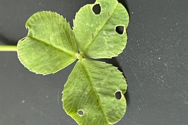 A clover with symmetrical bite marks