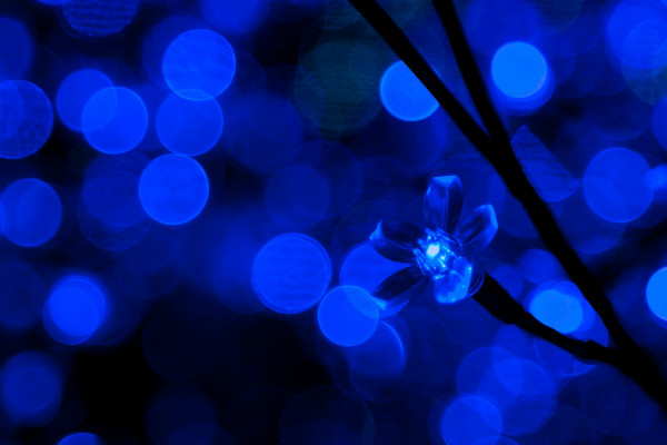 blue fairy lights