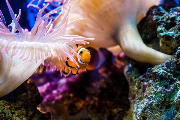 Clown fish taking shelter in coral reef
