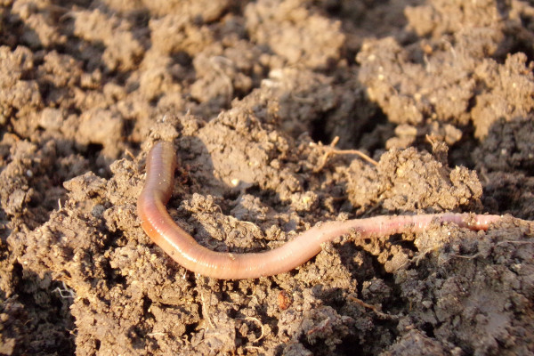 earthworm