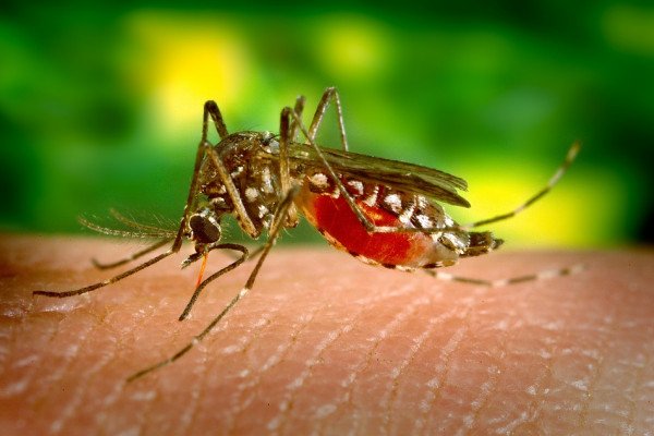 The image shows a mosquito biting a human.