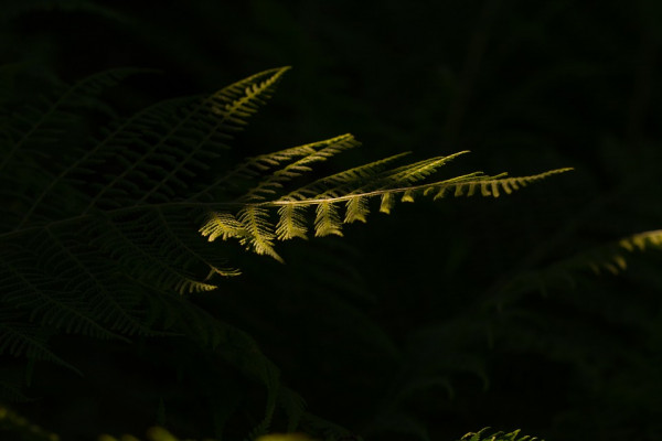 A fern shrouded in darkness