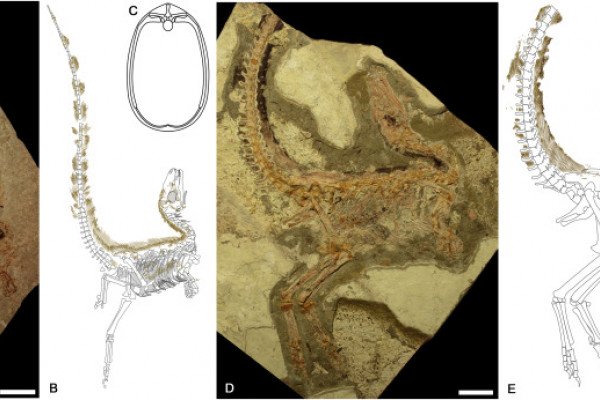 Sinosauropteryx prima Fossils and Interpretive Drawings