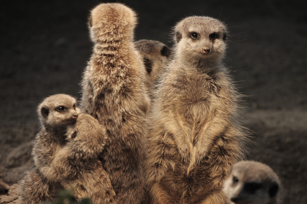 meerkats - a cooperative society