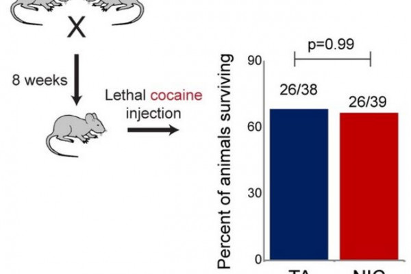 Paternal nicotine exposure protects male offspring against a range of other drugs