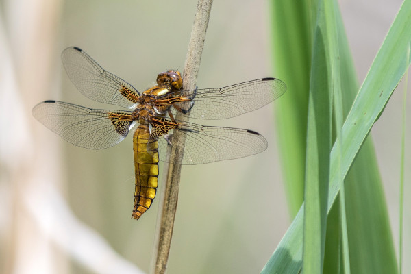 Dragonfly on leaf