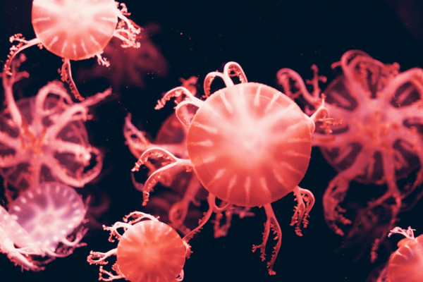 Pink jellyfish