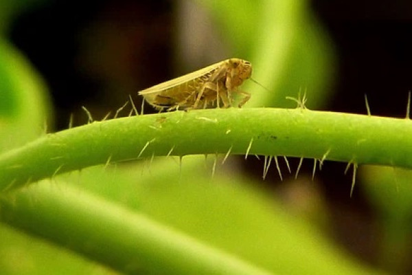 Leaf hopper