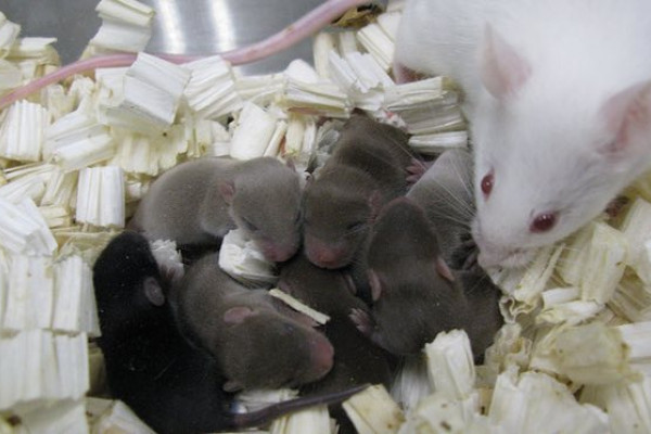 Mice from sperm flown in space