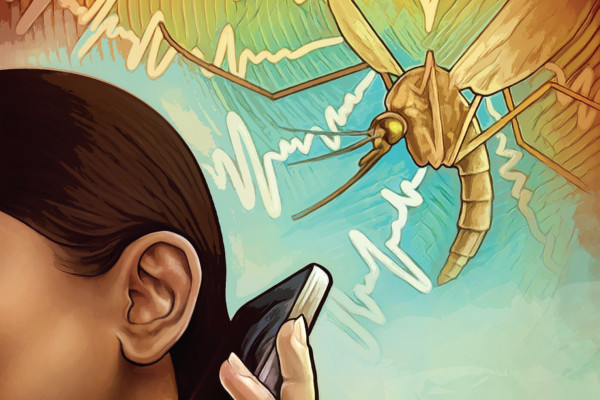 Mobile phones can identify mosquitoes by the sounds of their wingbeats