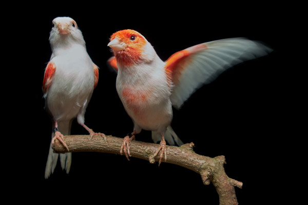 A female (left) and male (right) mosaic canary.