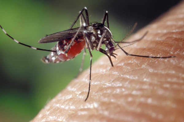 Female Aedes albopictus mosquito on skin