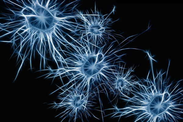 Artist's graphic representing nerve cells (neurones)