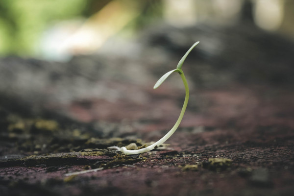 A germinating seedling