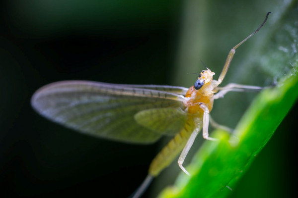 Mayfly on a leaf