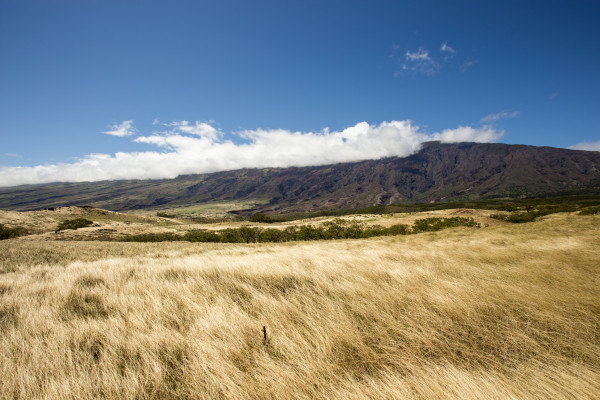 Yellow grass in the mountains