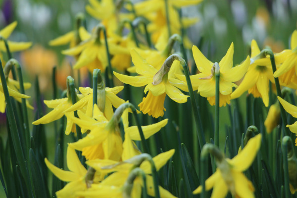 Image of daffodils wilting in a field