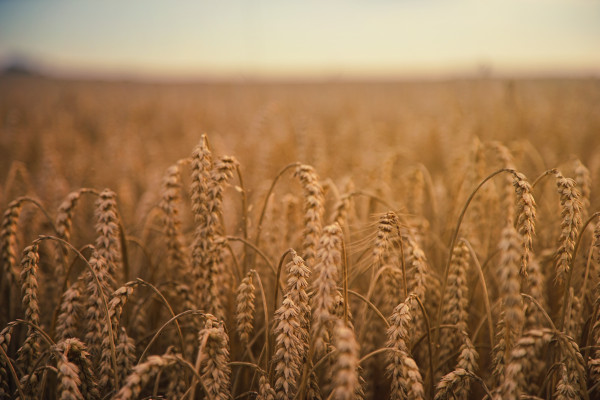 Grain growing in a field