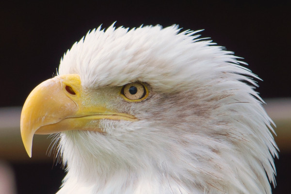 Bald eagle