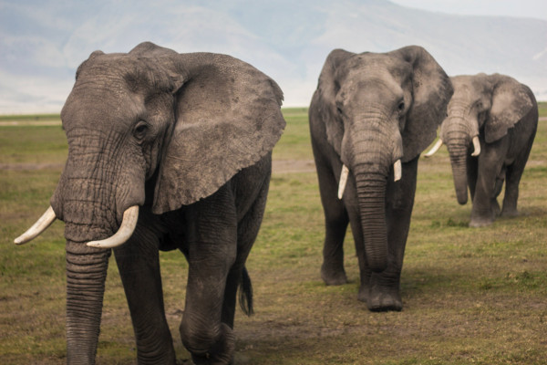 three elephants walking in a line