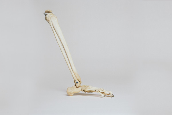 Foot skeleton