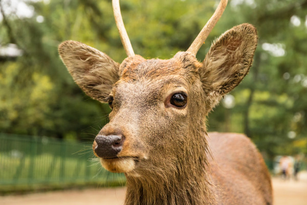 Reindeer