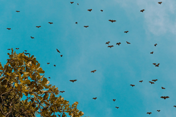 A colony of bats in the air.