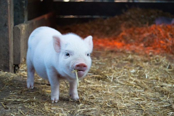 Piglet eating hay