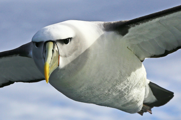 A wandering albatross in flight