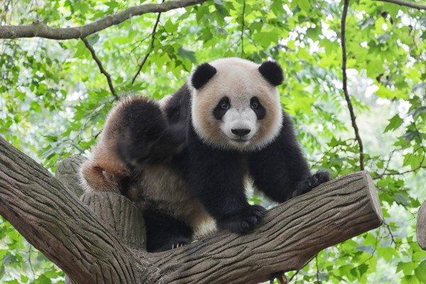 A giant panda