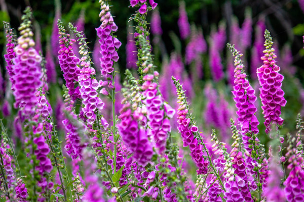 Foxglove flowers in a field