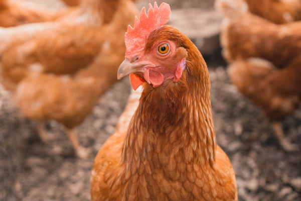 A free-range chicken on a farm