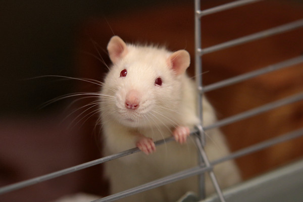 A white rat