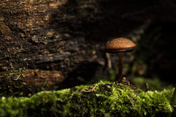 A mushroom growing on some bark.