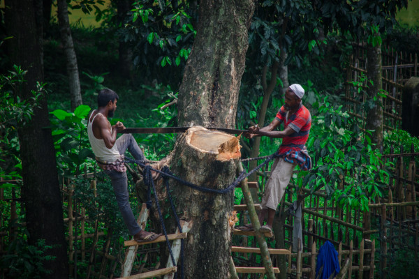 Lumberjacks cutting down trees in a forest