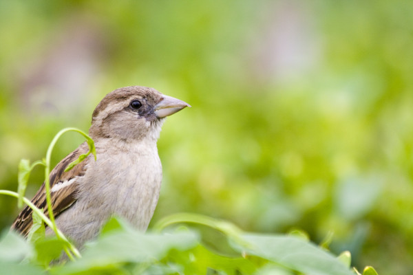 House sparrow