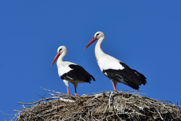 White storks