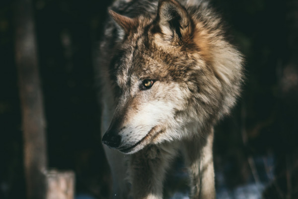 A wolf in a snowy woodland