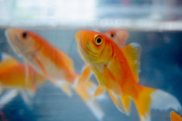 Goldfish in a tank