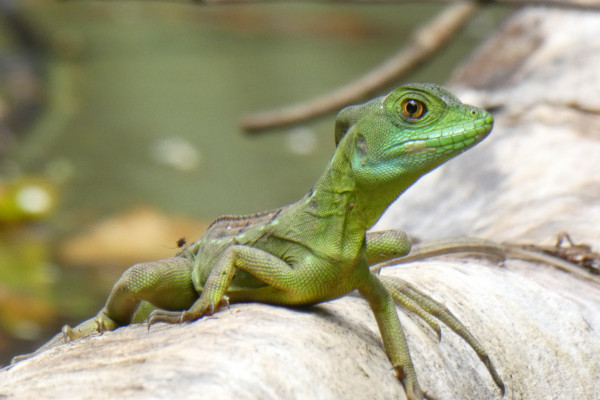 A green lizard