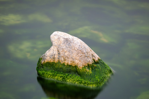 Algae on a rock