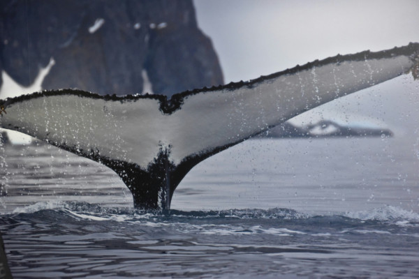 A whale's tail