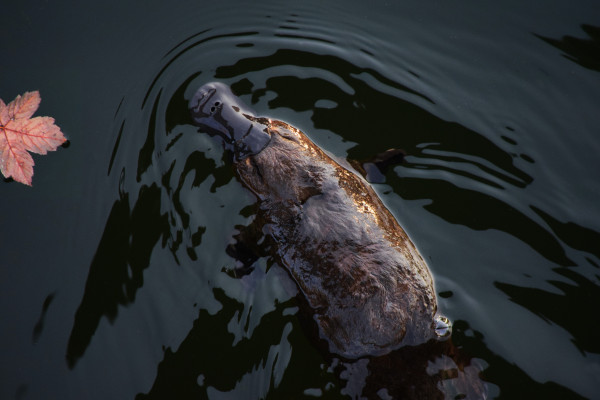 Platypus swimming in water