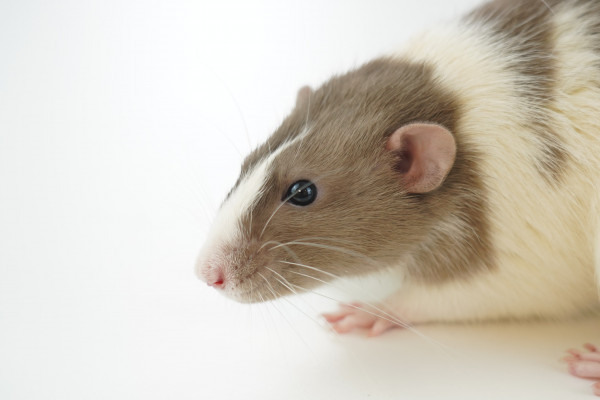 White and brown mouse on white background