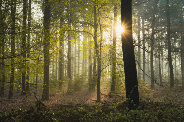 Trees in a woodland with the sun peaking through