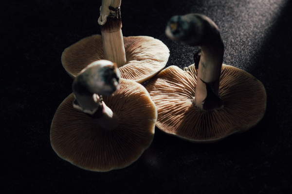 Three psilocybin mushrooms.