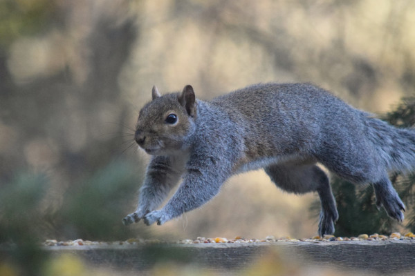 Grey squirrel jumping