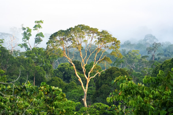 A canopy of trees in the jungle
