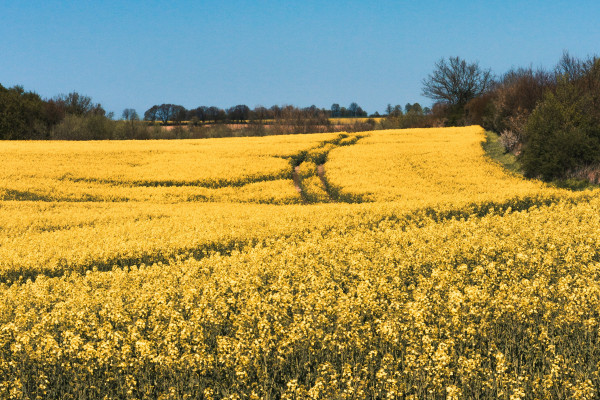 A field of rape seed crops