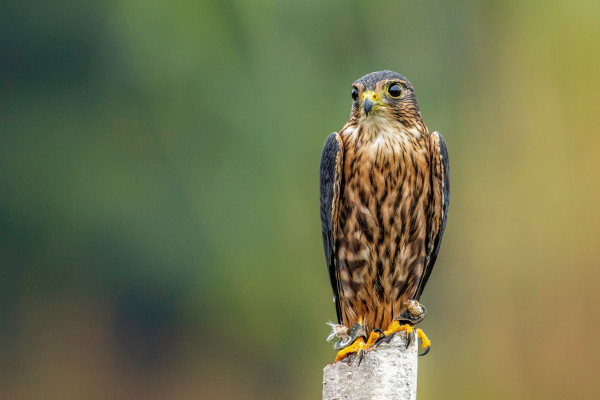 A merlin falcon perched on a tree stump